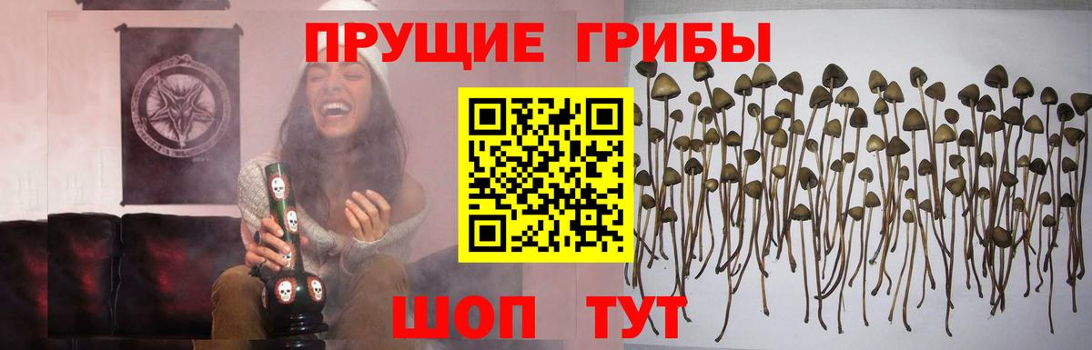 Псилоцибиновые грибы GOLDEN TEACHER Верхний Уфалей